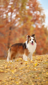Which dogs are very intelligent