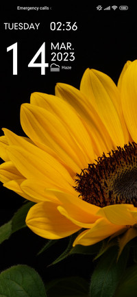 sunflower fresh