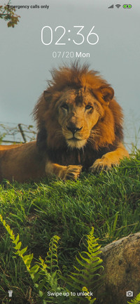 King Lion_3MDS