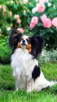 Dog95