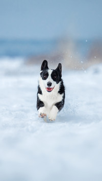Cute Corgi dog running fast in the snow