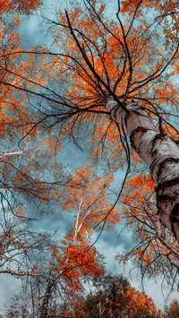 Autumn color manual 12