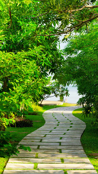Green forest trails