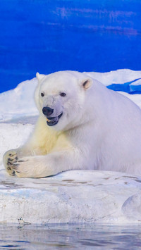 The polar bear in the park
