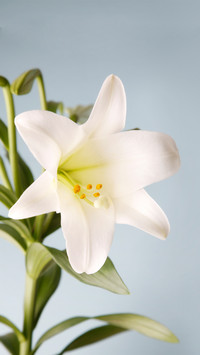 百合花芳香四溢