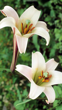 百合花芳香四溢