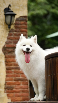 Five types of food cannot be given to dogs