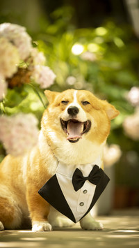 Dogs will expose your character 24