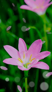 春暖花开