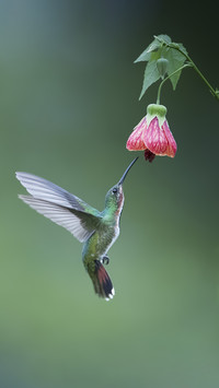 Hummingbird feeding 02