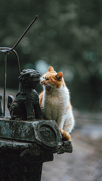 Why do cats have nine lives