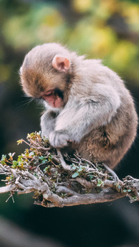 animal (23)