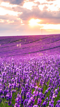 Colorful Flower Field