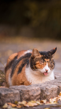 A little cat sticking out its tongue