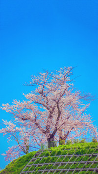 Cherry Blossom Season
