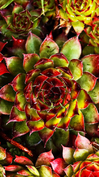 plant (2)
