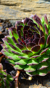 plant (10)