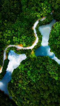 Forest farms and roads
