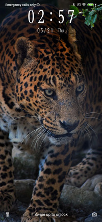 Leopard_3MDS