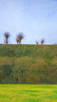 Lawn hedge treetop view