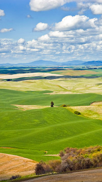 Green fields