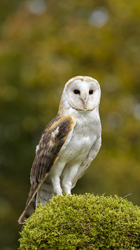 Warehouse owl 2