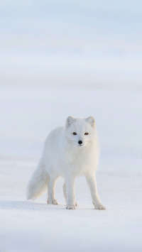 Wild Arctic Fox in Tundra in Winter Time