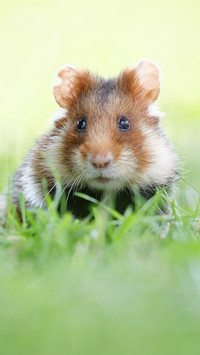 Hamsters on the grassland