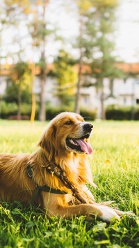 Fear of dogs may be a disease