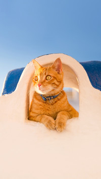 A cat relaxing on the wall during sunset in Santorini