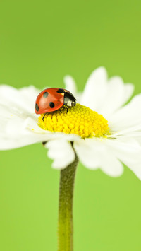 Daisy8