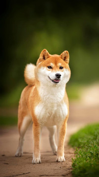Dog65