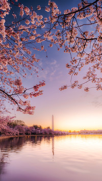 Cherry blossom season