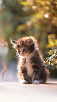 A cute patched blue eyes kitten sitting on a wooden floor