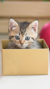 猫咪与纸盒的故事