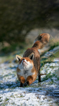 Foxes are really cunning
