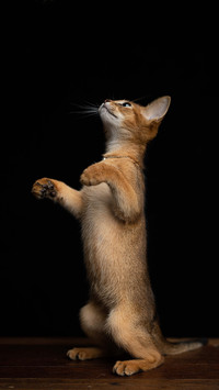 The curiosity of cats