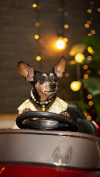 Why Dogs Like to Extend Window 1