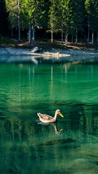 Swimming duck