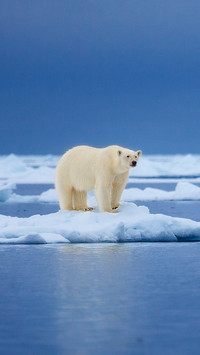 Polar bears are really lefthanded