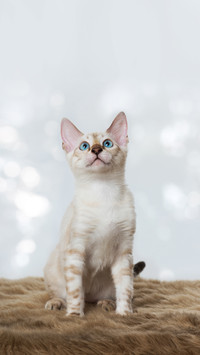 Bengal cat with blue eyes