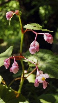Beautiful Begonia