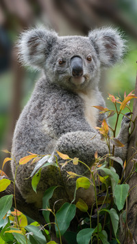 Koala
