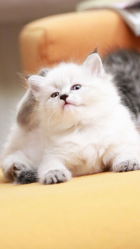 搞怪猫咪-拍信图库
