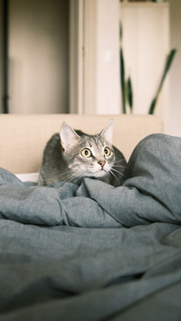 Pets have the ability to predict earthquakes