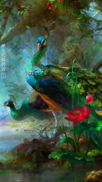 孔雀之美