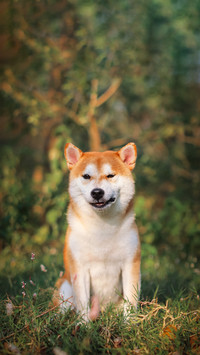 Key points for raising firewood dogs 9