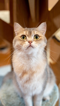 肥猫如何瘦身成功？