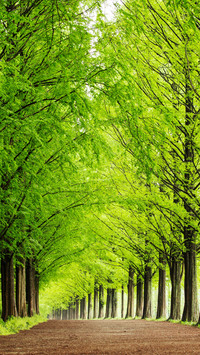 A Tree-lined Street