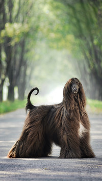 Why Afghan Hound Is Forbidden in China 6
